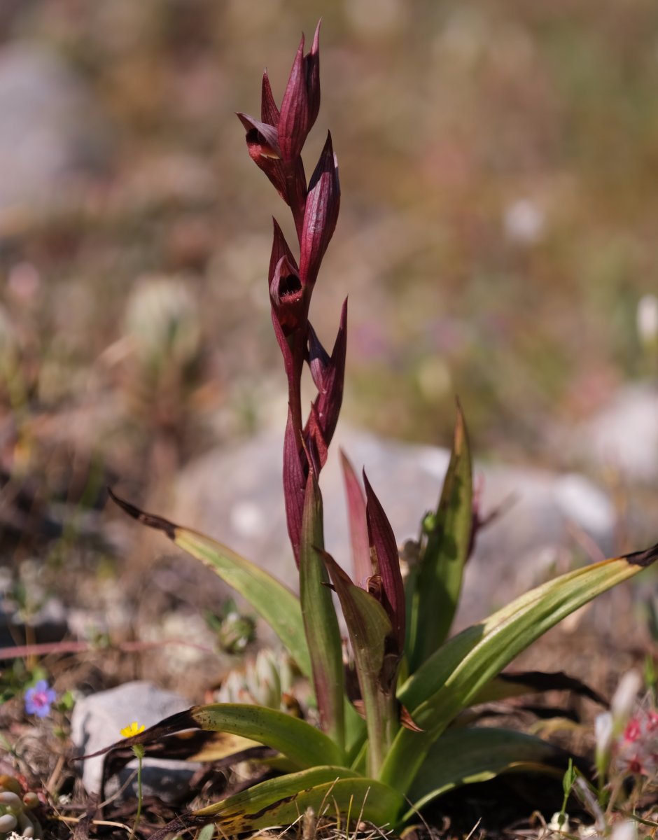 Ultime orchidee per quest''anno - Dalla Grecia con passione